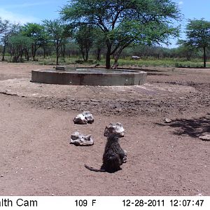 Chacma Baboon Trail Camera Namibia