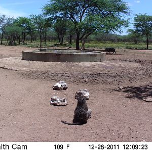 Chacma Baboon Trail Camera Namibia