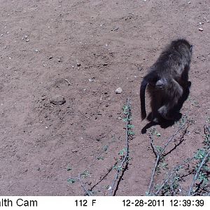 Chacma Baboon Trail Camera Namibia