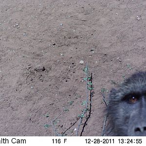 Chacma Baboon Trail Camera Namibia