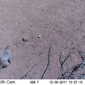 Banded Mongoose Trail Camera Namibia