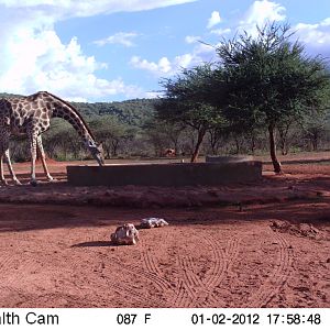 Trail Camera Namibia