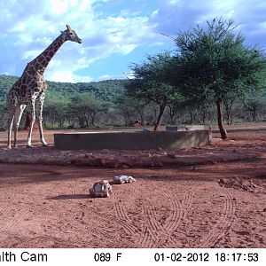 Trail Camera Namibia