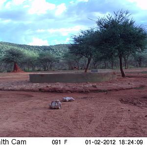 Trail Camera Namibia