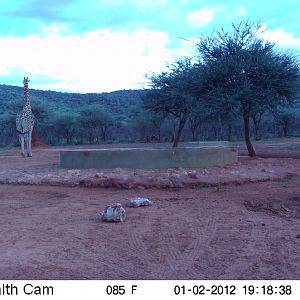 Trail Camera Namibia