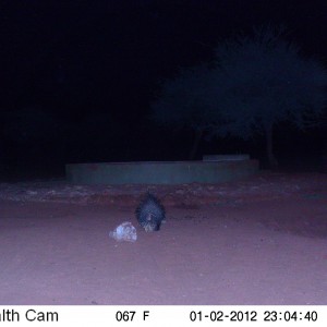 Porcupine Trail Camera Namibia