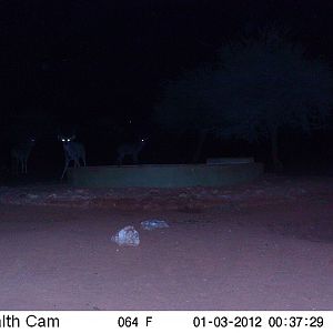 Trail Camera Namibia