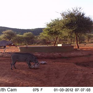 Trail Camera Namibia