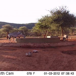 Trail Camera Namibia