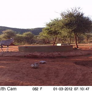 Trail Camera Namibia