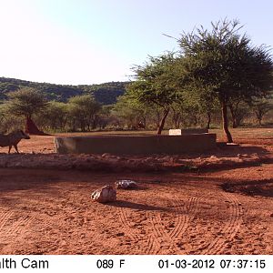 Trail Camera Namibia