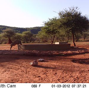 Trail Camera Namibia