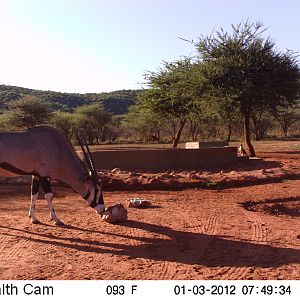 Trail Camera Namibia