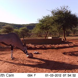 Trail Camera Namibia