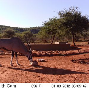 Trail Camera Namibia