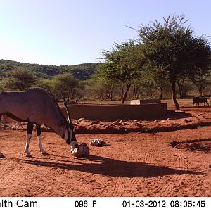 Trail Camera Namibia