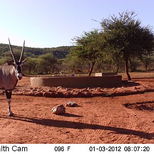 Trail Camera Namibia