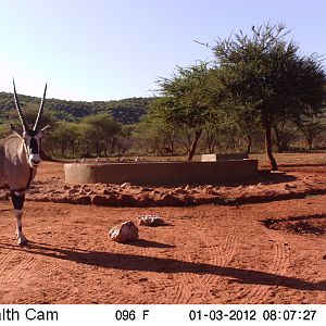 Trail Camera Namibia