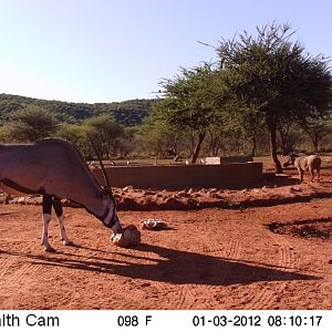 Trail Camera Namibia