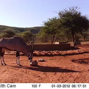 Trail Camera Namibia