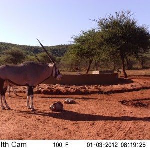 Trail Camera Namibia