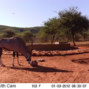 Trail Camera Namibia