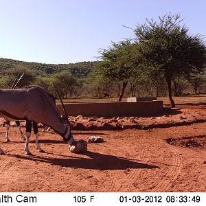 Trail Camera Namibia