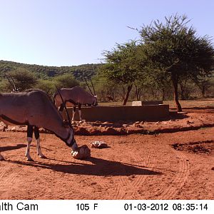 Trail Camera Namibia