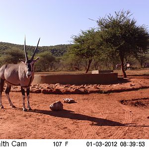 Trail Camera Namibia