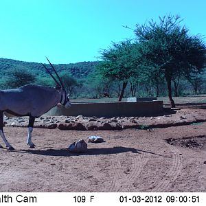 Trail Camera Namibia