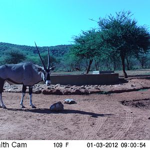 Trail Camera Namibia