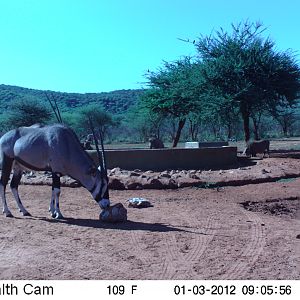 Trail Camera Namibia