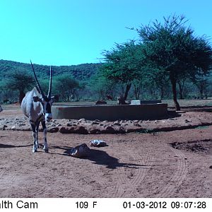 Trail Camera Namibia