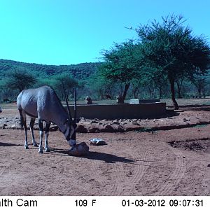 Trail Camera Namibia