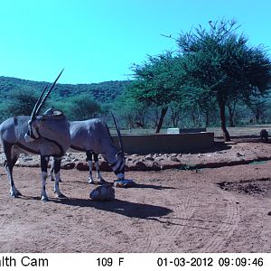 Trail Camera Namibia