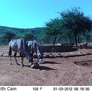 Trail Camera Namibia