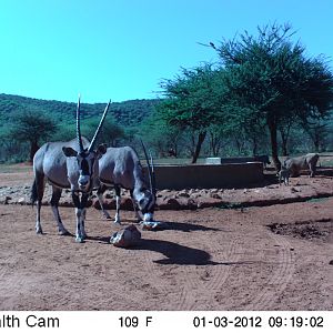 Trail Camera Namibia