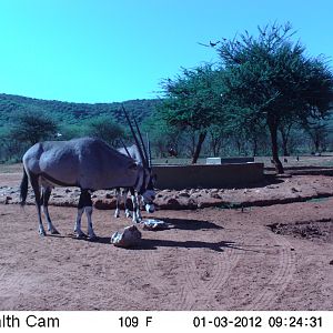 Trail Camera Namibia