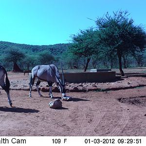 Trail Camera Namibia