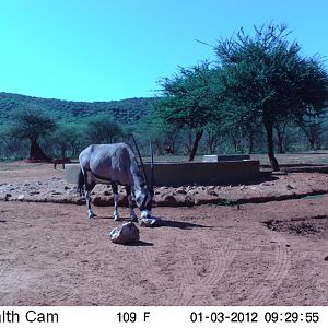 Trail Camera Namibia