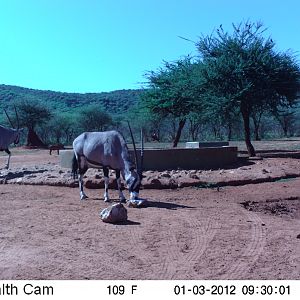 Trail Camera Namibia