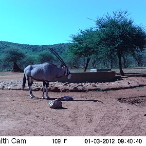 Trail Camera Namibia