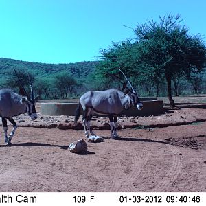 Trail Camera Namibia