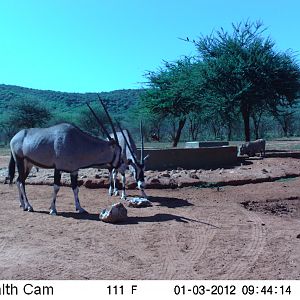 Trail Camera Namibia