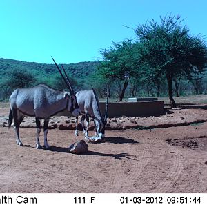 Trail Camera Namibia