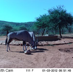 Trail Camera Namibia