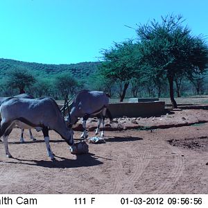 Trail Camera Namibia