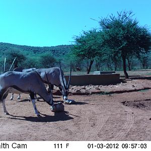 Trail Camera Namibia