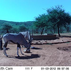 Trail Camera Namibia