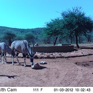 Trail Camera Namibia